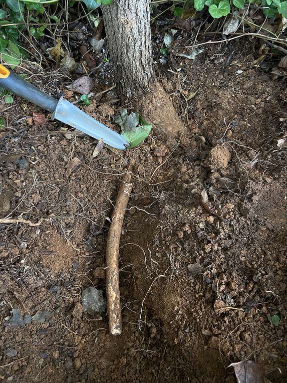 A sassafras root dug up beside a young tree