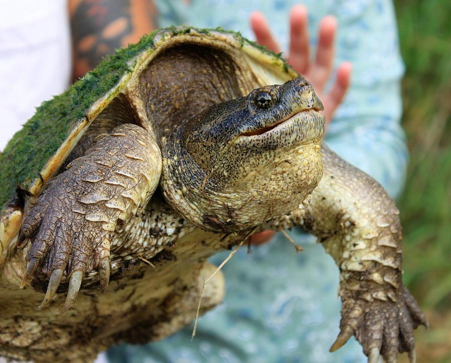 A large common snapping turtle caught by a fisherman